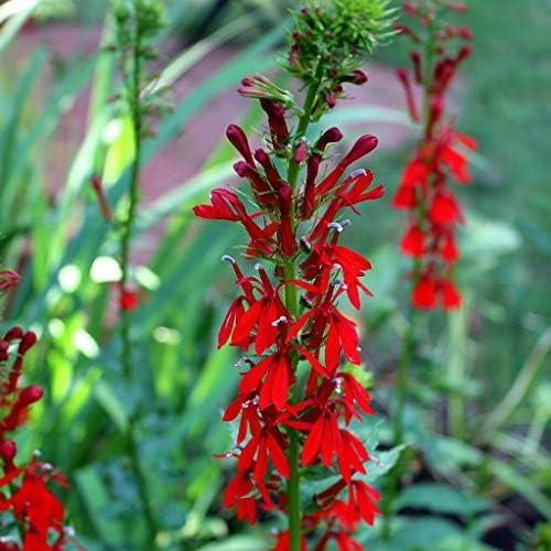 Cardinal Flower Red Lobelia, 3 Live Plants by Unknown