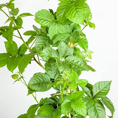 Perfect Plants Apache Thornless BlackBerry Bush, 3 Gallon, Live Plant - Image 6