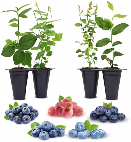 Fam Plants Live Blueberry Plant Collection (4 Pack) Grower's Choice by FamPlants