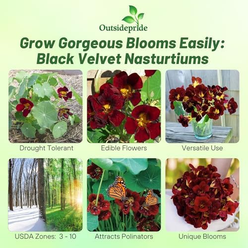 Outsidepride Tom Thumb Black Velvet Nasturtium Seeds - 400 Pcs Annual, Easy to Grow & Versatile, Flower Seeds for Planting Vibrant Blooms, Ideal for Gardens, Borders, and Pollinator Gardens - Image 2