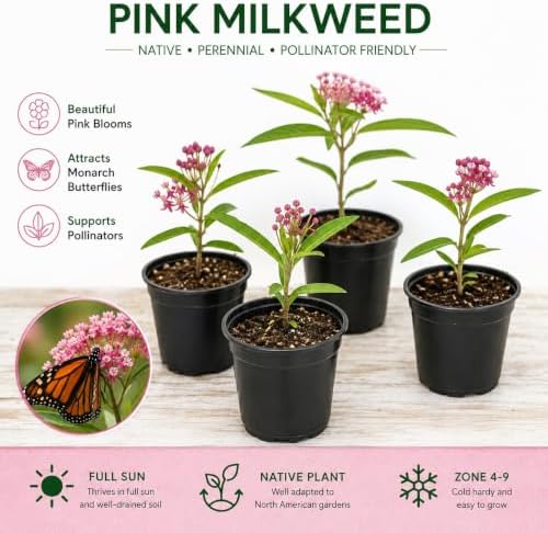 Pink Milkweed Plant Live in Pot (Asclepias incarnata) Swamp Milkweed - Image 2