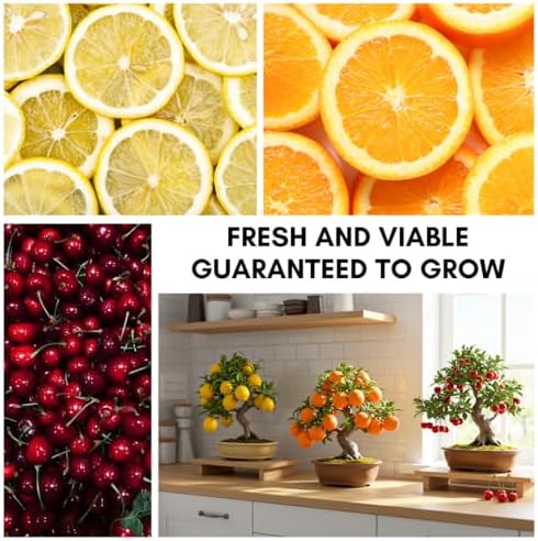 150+ Dwarf Bonsai Fruit Tree Seeds for Planting, 50+ Lemon Tree Seeds /50+ Cherry Tree Seeds /50+ Orange Tree Seeds (3 Variety Individual Packs) - Image 3