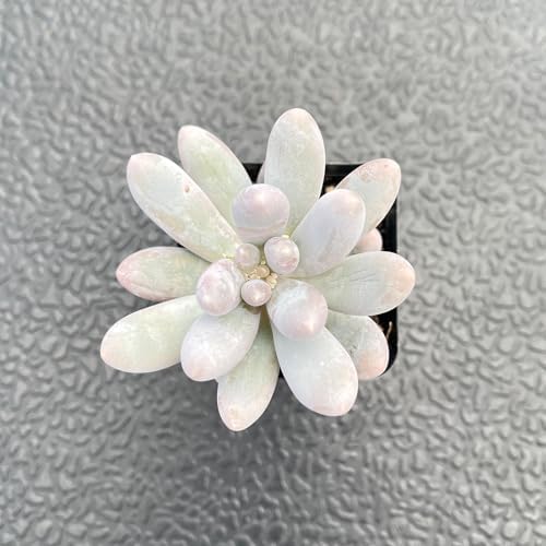2" Live Succulent Pachyphytum 'Sweet-Dumplingss', Easy Care - Image 2