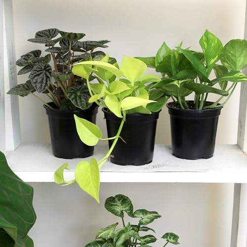 Altman Plants Classic Houseplant Collection (4PK) Live Indoor Plants in 4" Pots, Easy Care House Plants, Snake Plant, Pothos in Potting Soil, Clean Air Plants - Image 4