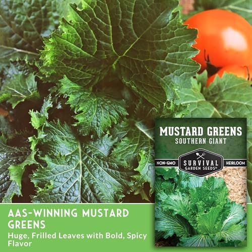 Southern Giant Mustard Green Seeds for Planting - 2 Packs - Image 3
