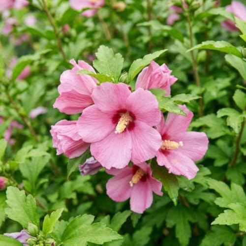 Pink Rose of Sharon Plant, Vibrant Flower Shrub, 6-10 Inch Tall - Image 4