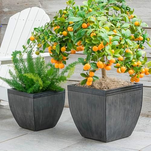 Direct Gardening Cleopatra Dwarf Mandarin Orange Tropical Citrus Starter Tree-Can't Ship to AZ,CA,FL,LA,SC or TX - Image 2