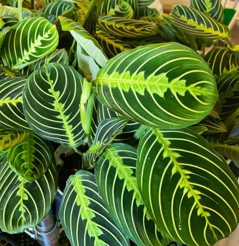 Live Plant, Lemon Lime Maranta Prayer Plant, Pet Friendly, Pet Safe, Air Purifying Plant, Easy Care, Live Indoor Plant, Houseplant, Rare Indoor Plant, Perfect Gifrt, 4 inch White Pot - Image 4
