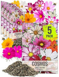 Seed Needs Flower Seeds Cosmos Original Crazy Mix (5 Bulk Packs) by SeedNeeds