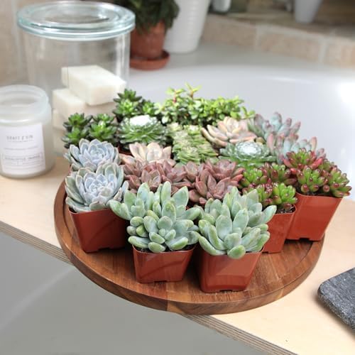 Altman Plants, Live Succulent Plants (20 Pack) Assorted Potted Succulents Plants Live House Plants in Cacti and Succulent Soil Mix, Cactus Plants Live Indoor Plants Live Houseplants in Planter Pots - Image 3