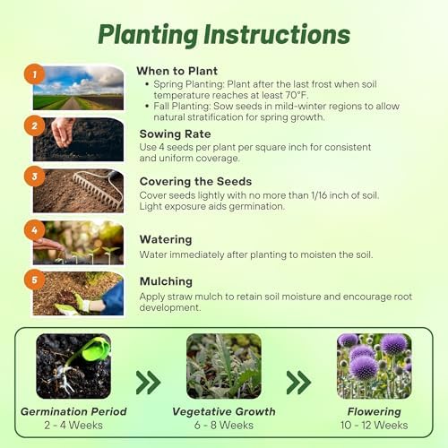 Outsidepride Blue Globe Thistle Seeds - 500 Pcs Perennial, Drought Tolerant & Self-Seeding, Flower Seeds for Planting w/Thistle-Like Foliage & Vibrant Purple Blooms, Ideal for Xeriscaping Gardens - Image 4