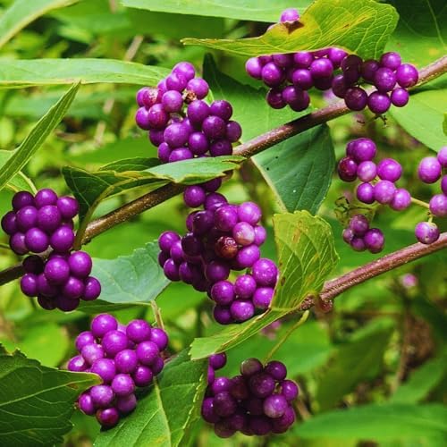 American Beautyberry Live Plant, Border Landscape Shrub, 4 Inch Pot - Image 2