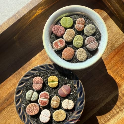 Live Lithops Succulent Plants, 10 Pcs, Rainbow Colorful Variety, Random Pick, Bare Root Without Pot & Soil, Indoor Office Desk Decoration, Plant Lovers Gifts - Image 2