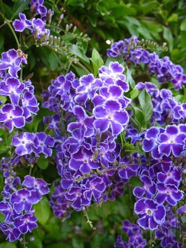 Duranta Blue Live Plants (5-9" Tall) - Pack of 2 (Two) - Golden Dewdrop Sky Flower - Fast Growing Pollinator Magnet - Vibrant Violet Blooms - Container & Landscape Ready - Exotic Tropical Shrub - Image 5