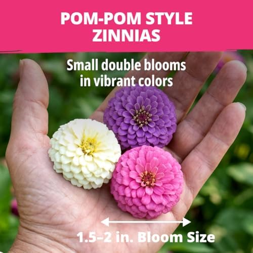 HOME GROWN Zinnia Seeds, Lilliput Mix, 2,500 Seeds, Zinnia elegans - Image 6