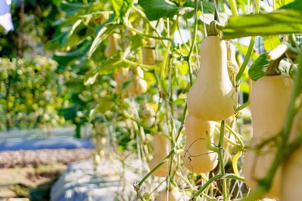 Butternut Squash Seeds for Planting - 100+ Non-GMO Heirloom Waltham Butternut Sweet Winter Squash Seeds, High-Yield, Non-GMO Heirloom, Long Storage Life for Home Garden - Image 7