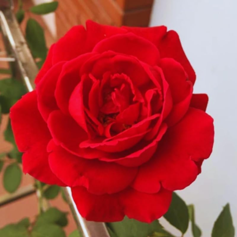 Don Juan Red Rose Bush Plant, Climbing Rose Plant, 5-7 Inch Tall - Image 2