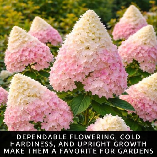 PG Hydrangea Live Bare Root Plants, 2 Pack, Panicle Hydrangea Shrub - Image 6