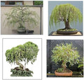Willow Bonsai Tree Bundle - 4 Types of Exotic Willow to Bonsai - Dragon Claw, Chinese Weeping, Austraulian, Yellow Flame by CZGrain