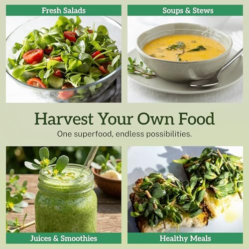 Purslane Seeds for Planting - 2000+ Heirloom Seeds - Image 7