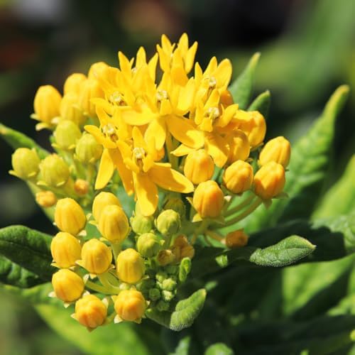 2 Yellow Milkweed Live Plants, Native Flower Plant, 5-8 Inch Tall - Image 2