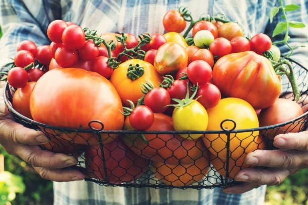 Tomato Seeds 10 Variety Pack for Planting, 2000+ Heirloom Organic Tomato Seeds Variety Pack, Non-GMO Seeds, High Yield Slicing & Cherry Tomatoes for Home Garden, Greenhouse, Open Pollinated - Image 3