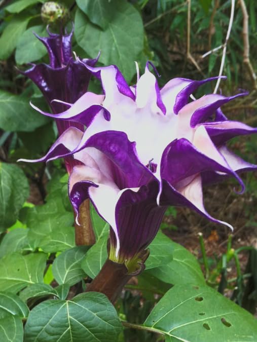 Black Currant Angel’s Trumpet Live Plant – Brugmansia Hybrid – Purple White Flowers – Fragrant Tropical Shrub – in Pot by Japanese+Maples+and+Evergreens