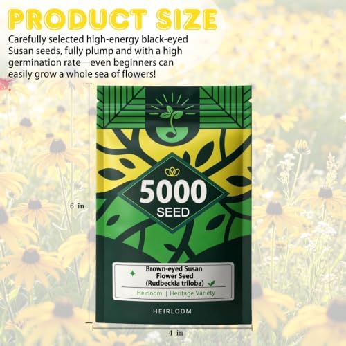 Brown-Eyed Susan Seeds for Planting, 5000 Biennial Rudbeckia Triloba - Image 7