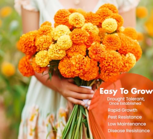 NatureZ Edge, Marigold Seeds for Planting Outdoors, 1 Ounce 10,000 Seed, Hawaiian and Cracker Jack Marigold Seeds, Made in USA, Companian Gardening Flower - Image 2