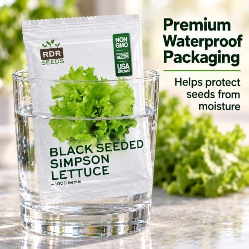 1000+ Lettuce Seeds for Planting - Heirloom, Black Seeded Simpson - Image 6