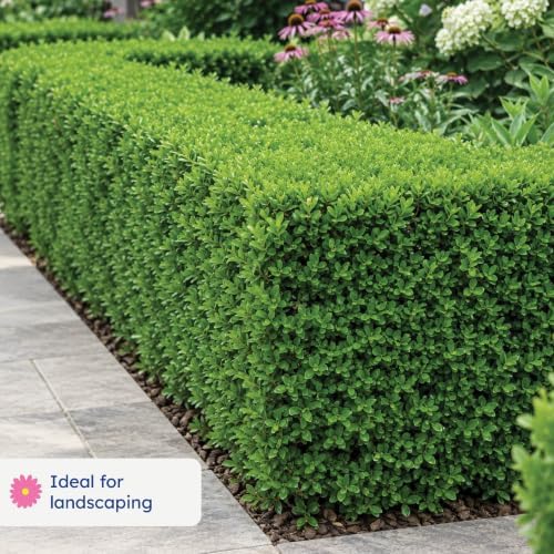 Wintergreen Boxwood, Live Evergreen Shrub, 3 Gallon - Image 3
