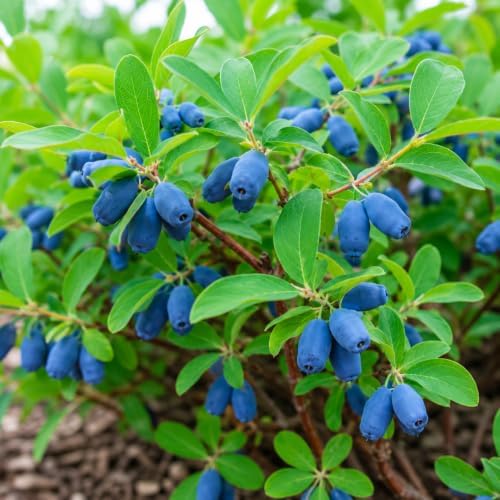 Tundra Honeyberry (Haskap) Shrub - 6-12" Tall Live Plant - Image 6