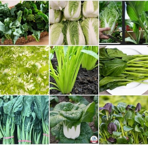 Asian Garden Vegetable 5000+++Seeds Collection for Fall Planting, Mixed Varieties gailan, tatsoi, GAI Choy, bok Choi, pak Choy, Lettuce...Cool Season Leafy Vegetables by DIASPORAASIANSEEDS