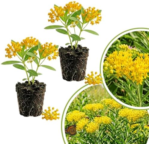 2 Yellow Milkweed Live Plants, Asclepias Tuberosa, 4-6 Inch Tall by Unknown