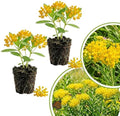2 Yellow Milkweed Live Plants, Asclepias Tuberosa, 4-6 Inch Tall by Unknown