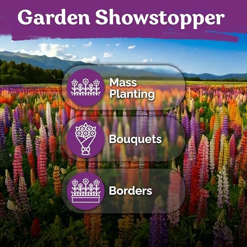 250 Mix Russell Lupine Heirloom Perennial Flower Seeds, Lupinus Polyphyllus - Image 6