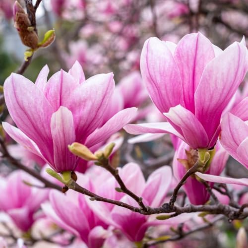 Jane Magnolia Tree Live Plant, Flower Tree, 6-12 Inch Tall, 2.5 Inch Pot - Image 3