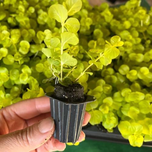 Golden Creeping Jenny Plant Live, Perennial Ground Cover, 2-5 Inch Tall - Image 3