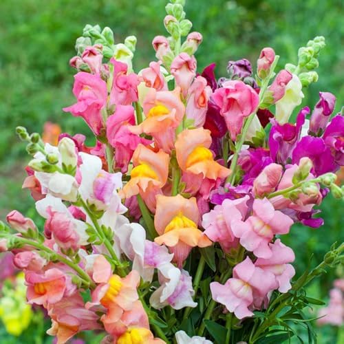 5200+ Snapdragon Seeds for Planting - Mixed Colors Garden Flower Seeds, Tall Varieties for Cut Floral Arrangements and Outdoor Landscapes - Image 2