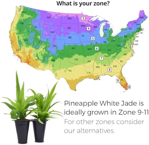 Pineapple Plant White Jade (4 Pack) | Grow Your own Food on Your Edible Organic Garden | Easy to Grow Plants | Edible Fruit Plant for Sustainable Living | Live for Planting | - Image 3