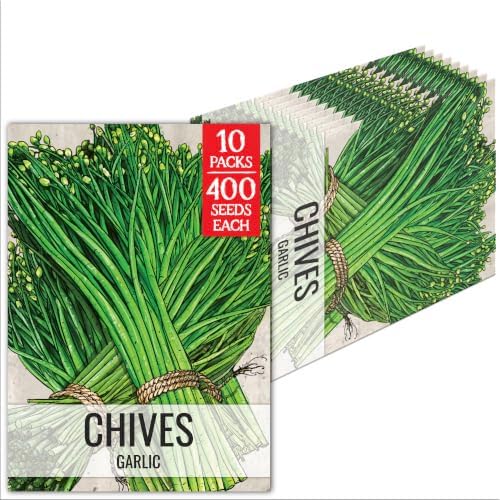 Seed Needs Garlic Chives Seeds to Plant an Herb Garden - 10 Packs by SeedNeeds