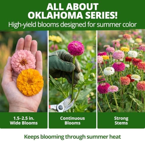 HOME GROWN Oklahoma Zinnia Seeds, 300 Seeds, Zinnia elegans - Image 5