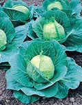 Cabbage Seed, Golden Acre, Heirloom, Non GMO, 25 Seeds, Tasty Healthy Veggie by CountryCreekAcres