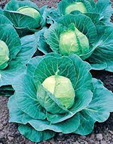 Cabbage Seed, Golden Acre, Heirloom, Non GMO, 25 Seeds, Tasty Healthy Veggie by CountryCreekAcres