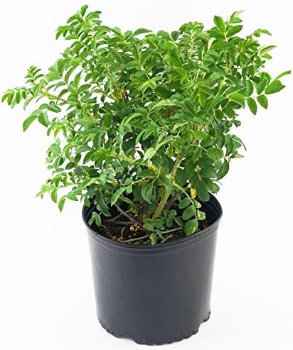 Rosa rugosa (Rugosa Rose) Rose, pink flowers, #2 - Size Container by GreenPromiseFarms