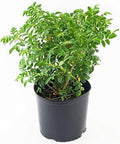 Rosa rugosa (Rugosa Rose) Rose, pink flowers, #2 - Size Container by GreenPromiseFarms