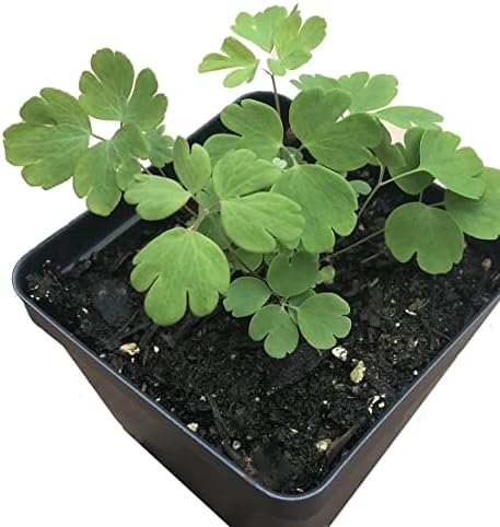 Organic Eastern Red Columbine Plant (Aquilegia Canadensis L) 2.5 inch Pot - Native Plant, Pollinator Garden Plant, Perennial Plant - Image 2