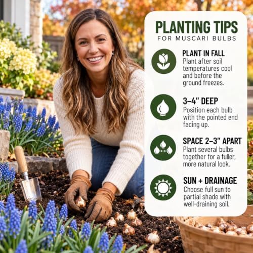 15 Grape Muscari Bulbs | Blue Spring Flowers for Garden Borders and Pots - Image 6