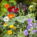 Ferry-Morse Edible Flower Bulk Wildflower Seeds, 178,000+, 1 lb by FerryMorse