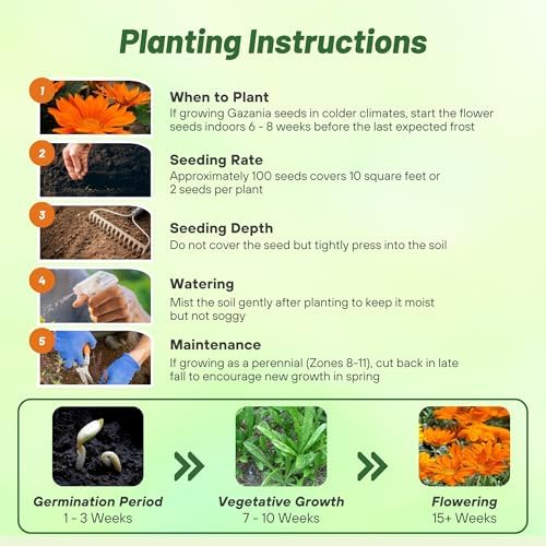 Outsidepride New Day Orange Gazania Seeds for Planting – 50 Pcs Perennial, Low-Maintenance, Drought-Tolerant Ground Cover Seeds for Vibrant Summer & Fall Flowers, Great for Outdoor Gardens - Image 4